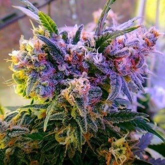 Aurora Indica (Nirvana) feminizada