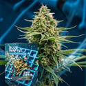 Blue Waffle F1 (Zamnesia Seeds) Feminizada