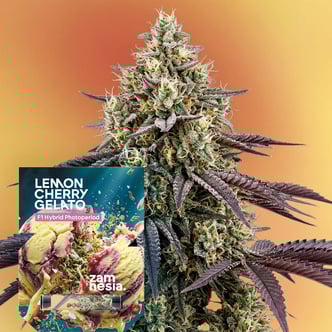 Lemon Cherry Gelato F1 (Zamnesia Seeds) feminizada