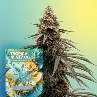 Tropical Mintz OG F1 Auto (Zamnesia Seeds) feminizada