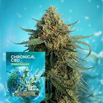 Chronical CBD F1 Auto (Zamnesia Seeds) feminizada