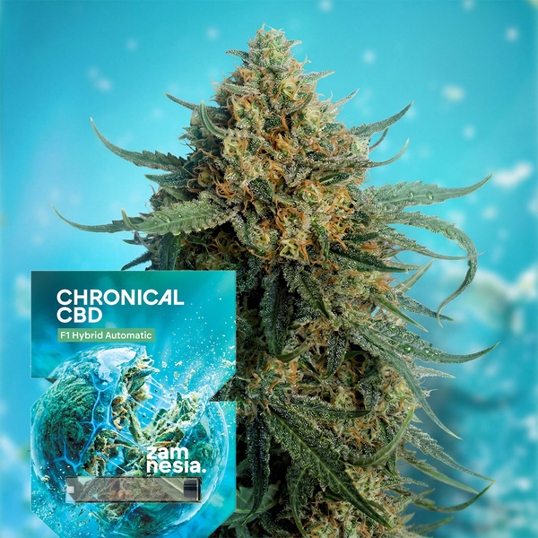 Chronical CBD F1 Auto (Zamnesia Seeds) feminizada