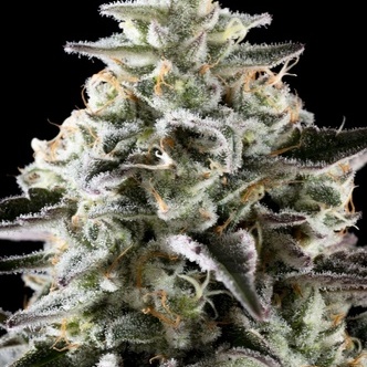 Mexican Sativa (Kannabia) feminizada