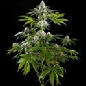 Mexican Sativa (Kannabia) feminizada