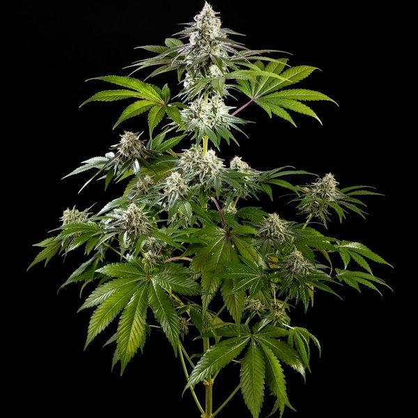 Mexican Sativa (Kannabia) feminizada