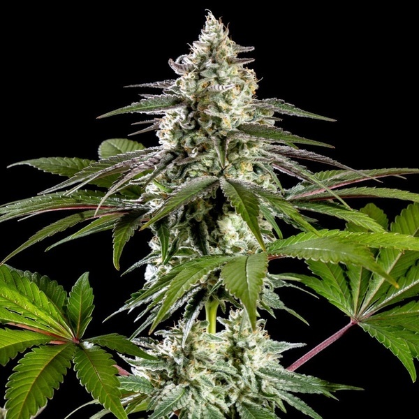 Mexican Sativa (Kannabia) feminizada
