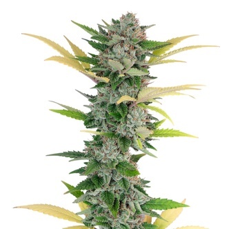 Gello Z (Growers Choice) feminizada