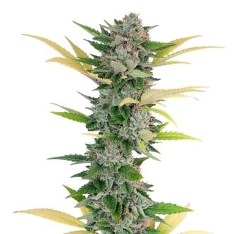 Gello Z (Growers Choice) feminizada