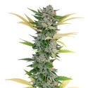 Gello Z (Growers Choice) feminizada