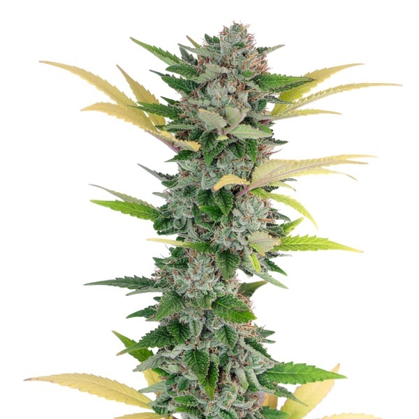 Gello Z (Growers Choice) feminizada