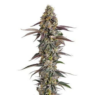 Platinum Mimosa Cookies (Growers Choice) feminizada