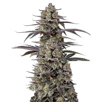 Triploid Tropicana Cherry (Growers Choice) feminized