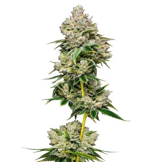 White Truffle Limited Edition (Growers Choice) feminizada