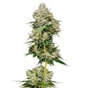 White Truffle Limited Edition (Growers Choice) feminizada