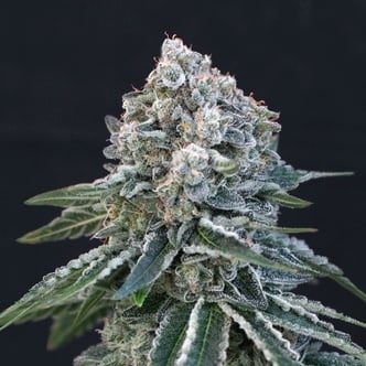 Death Roll (Exotic Seed) feminized