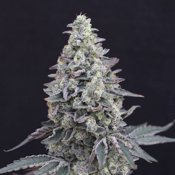 Georgia Cream Auto (Exotic Seed) feminizada