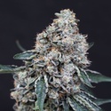 Quick Wash (Exotic Seed) feminizada