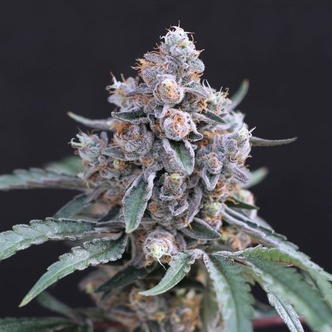 Turbo Junky (Exotic Seed) feminized