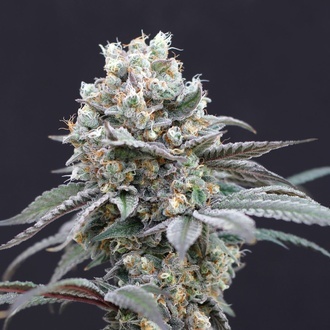 The Clash (Exotic Seed) feminizada