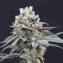 The Clash (Exotic Seed) feminizada