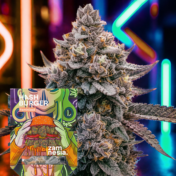 Hash Burger (Zamnesia Seeds) feminizada