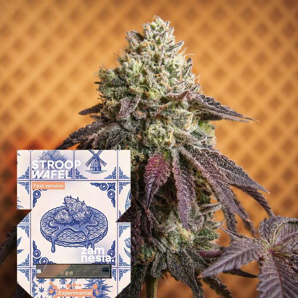 Stroopwafel Fast Version (Zamnesia Seeds) feminizada