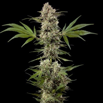 Banana Runtz F1 (Barney's Farm) feminizada