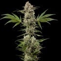 Banana Runtz F1 (Barney's Farm) feminizada