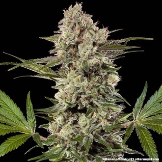 Banana Runtz F1 (Barney's Farm) feminizada