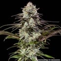 London Pound Cake F1 (Barney's Farm) feminizada