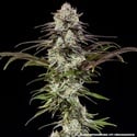 London Pound Cake F1 (Barney's Farm) feminizada