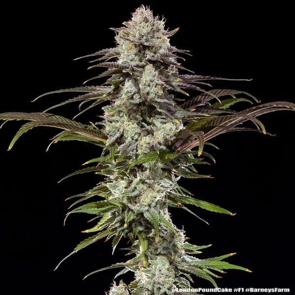 London Pound Cake F1 (Barney's Farm) feminizada