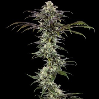 RS11 F1 (Barney's Farm) feminizadas