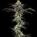 RS11 F1 (Barney's Farm) feminizadas