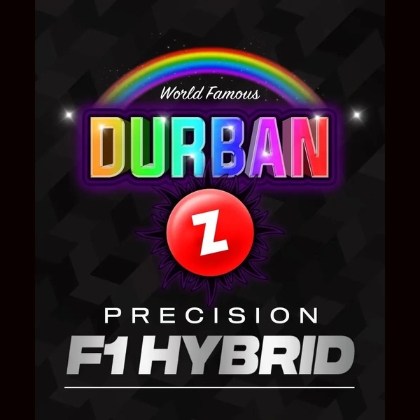 Durban Z F1 (Barney's Farm) feminizadas