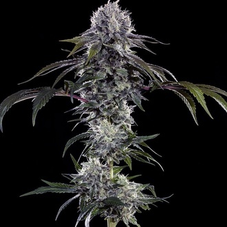 Durban Z F1 (Barney's Farm) feminizadas