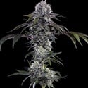Durban Z F1 (Barney's Farm) feminizadas