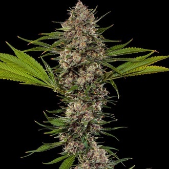 MAC 1 F1 (Barney's Farm) feminizadas
