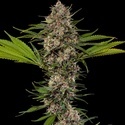 MAC 1 F1 (Barney's Farm) feminizadas
