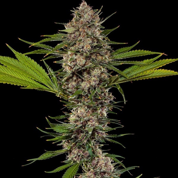 MAC 1 F1 (Barney's Farm) feminizadas