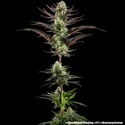 Thin Mint Frosting F1 (Barney's Farm) feminizada