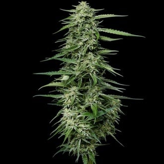 Blueberry Honey (Humboldt Seed Company) feminizada