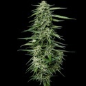 Blueberry Honey (Humboldt Seed Company) feminizada