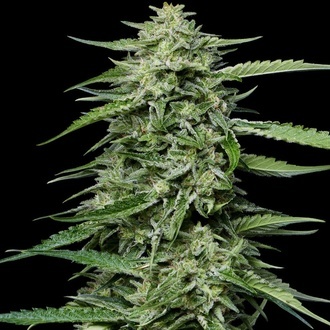 Blueberry Honey (Humboldt Seed Company) feminizada