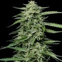 Blueberry Honey (Humboldt Seed Company) feminizada