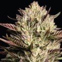 California Octane Triploid (Humboldt Seed Company) feminizada