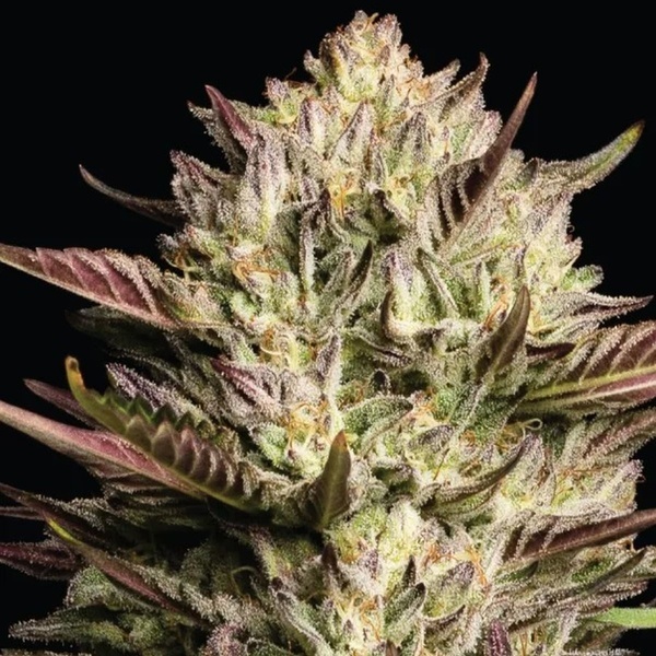 California Octane Triploid (Humboldt Seed Company) feminizada
