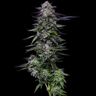 Candy Hustle (Humboldt Seed Company) feminizada