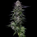 Candy Hustle (Humboldt Seed Company) feminizada