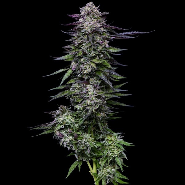 Candy Hustle (Humboldt Seed Company) feminizada